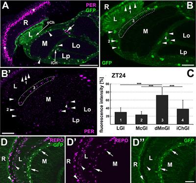 On Variations in the Level of PER in Glial Clocks of Drosophila Optic Lobe and Its Negative Regulation by <mark class="highlighted">PDF</mark> Signaling